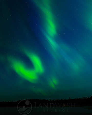 Aurora Butterfly