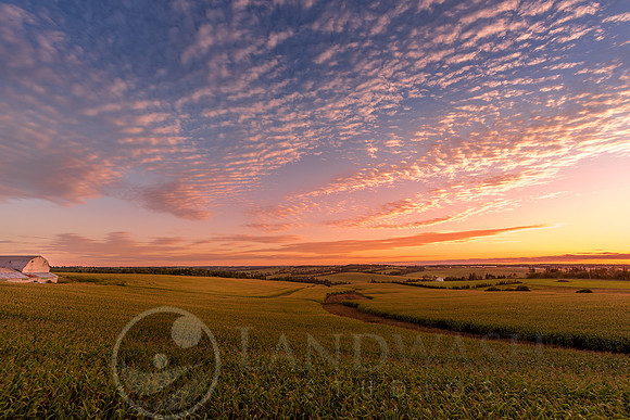 Corn Under a Mackerel Sky